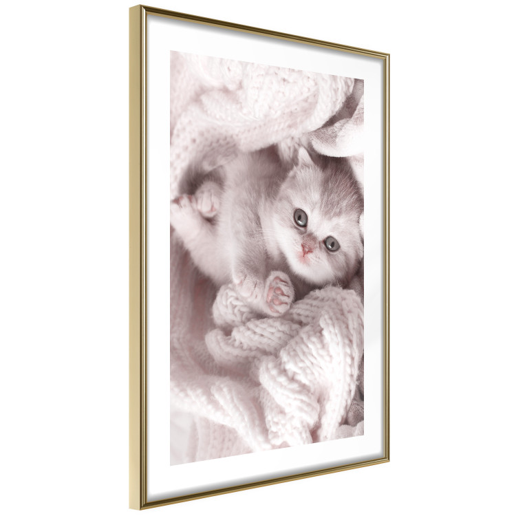 Poster Rest Lover - cat wrapped in a pink woolen blanket 124458 additionalImage 9