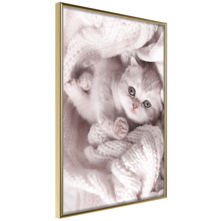 Poster Rest Lover - cat wrapped in a pink woolen blanket 124458 additionalImage 13