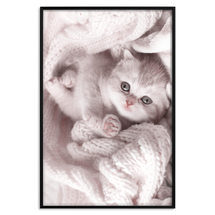 Poster Rest Lover - cat wrapped in a pink woolen blanket 124458 additionalImage 18