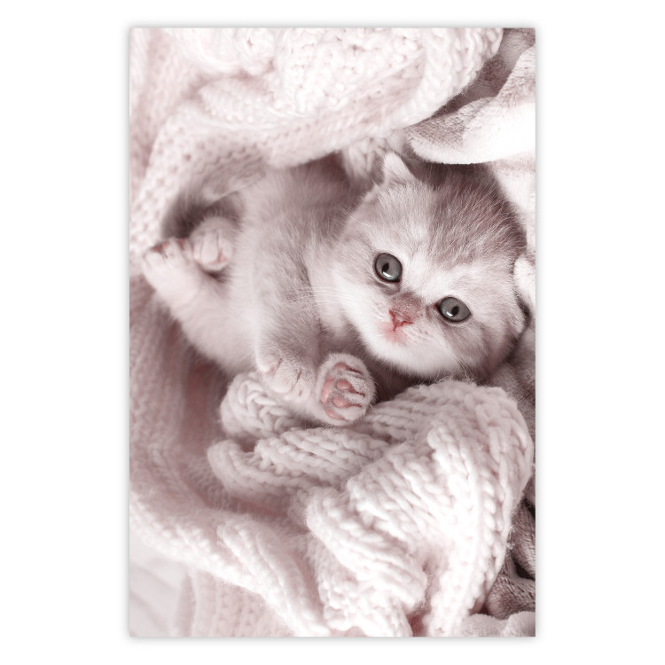 Poster Rest Lover - cat wrapped in a pink woolen blanket 124458