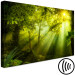 Canvas Art Print In the Sunlight (1-piece) Wide - green forest in sunlight 149658 additionalThumb 5