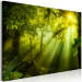 Canvas Art Print In the Sunlight (1-piece) Wide - green forest in sunlight 149658 additionalThumb 2