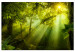 Canvas Art Print In the Sunlight (1-piece) Wide - green forest in sunlight 149658