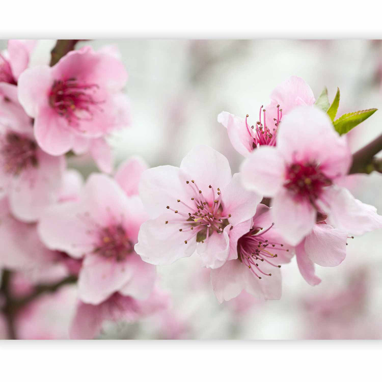 Wall Mural Spring, blooming tree - pink flowers 60658 additionalImage 5