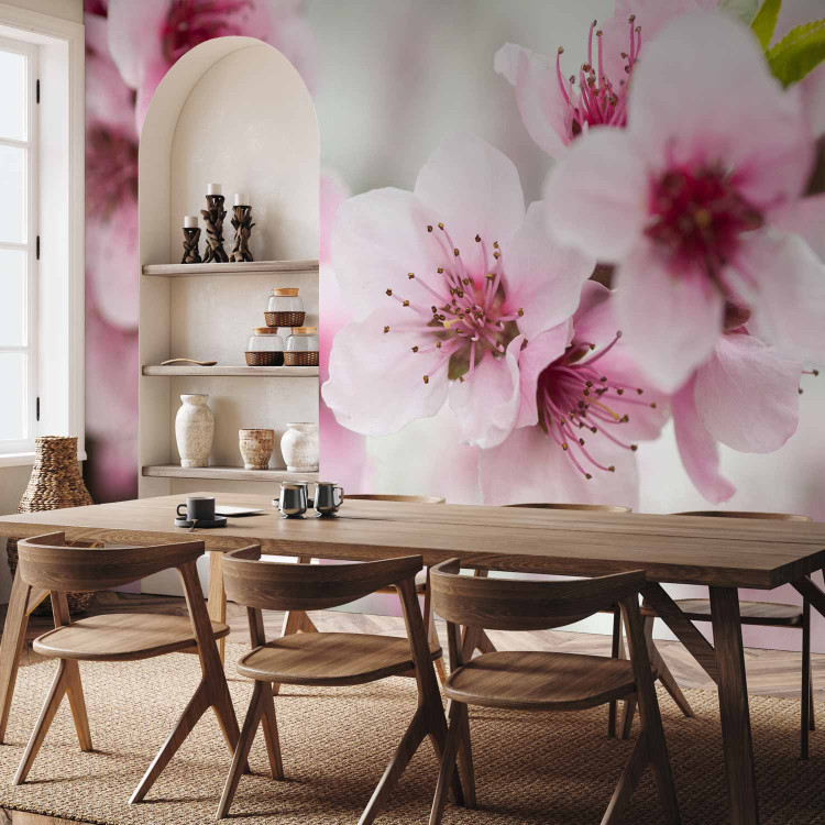 Wall Mural Spring, blooming tree - pink flowers 60658 additionalImage 4