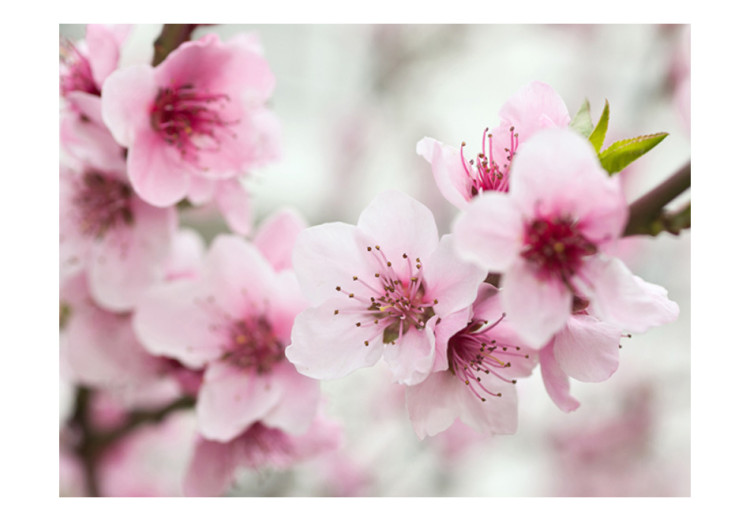 Wall Mural Spring, blooming tree - pink flowers 60658 additionalImage 1