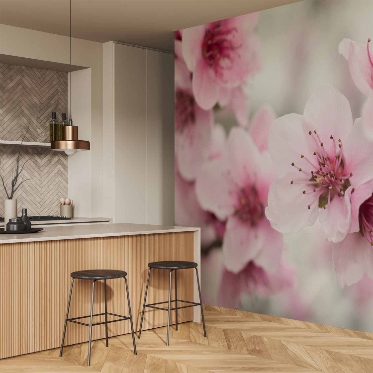 Wall Mural Spring, blooming tree - pink flowers 60658 additionalImage 7