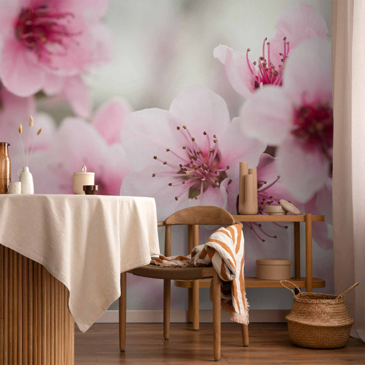 Wall Mural Spring, blooming tree - pink flowers 60658 additionalImage 6