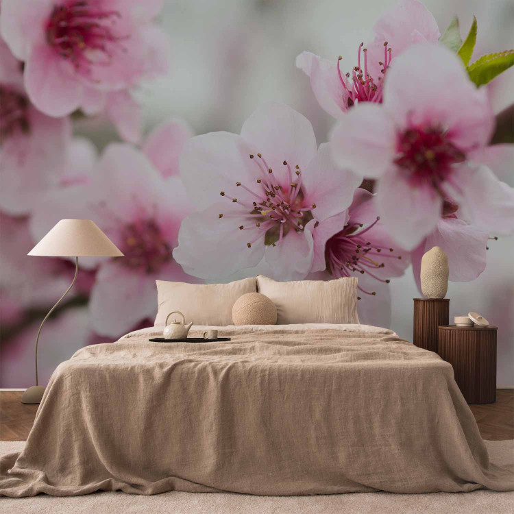 Wall Mural Spring, blooming tree - pink flowers 60658 additionalImage 2