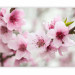 Wall Mural Spring, blooming tree - pink flowers 60658 additionalThumb 5