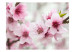Wall Mural Spring, blooming tree - pink flowers 60658 additionalThumb 1