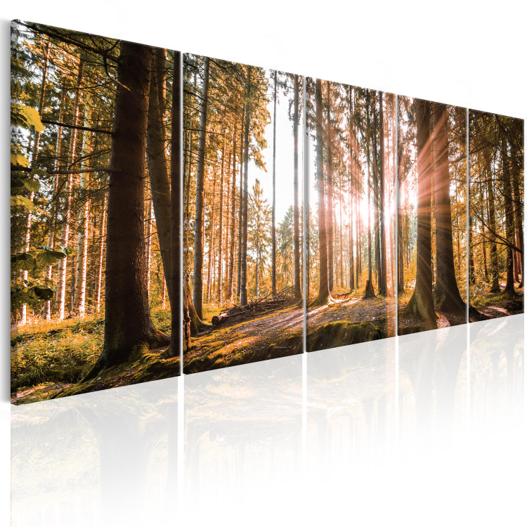 Canvas Print Beauty of Forest Nature (5-piece) - Sunny Landscape of Trees on Canvas 98558 additionalImage 2