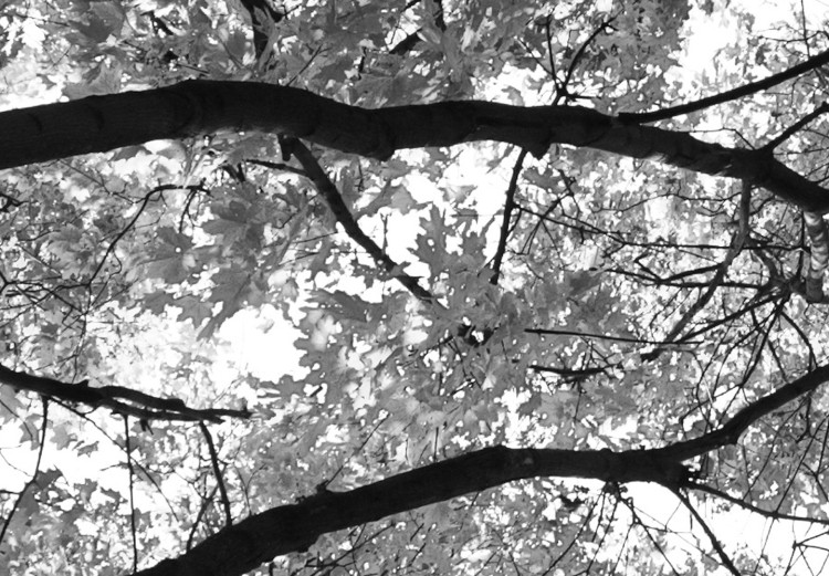 Canvas Print Tree crowns - black and white photography of the forest, trees and sky 123468 additionalImage 5