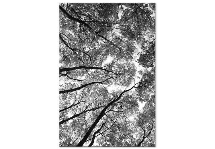 Canvas Print Tree crowns - black and white photography of the forest, trees and sky 123468