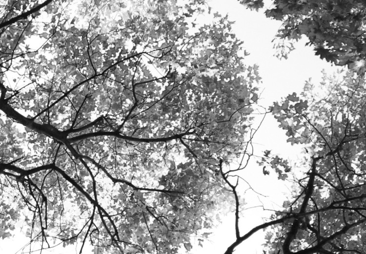 Canvas Print Tree crowns - black and white photography of the forest, trees and sky 123468 additionalImage 4