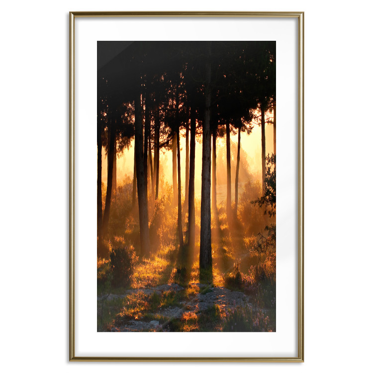 Poster Honeyed Forest - forest landscape with setting sunlight 124968 additionalImage 16