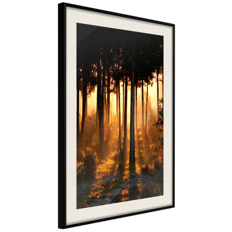 Poster Honeyed Forest - forest landscape with setting sunlight 124968 additionalImage 3