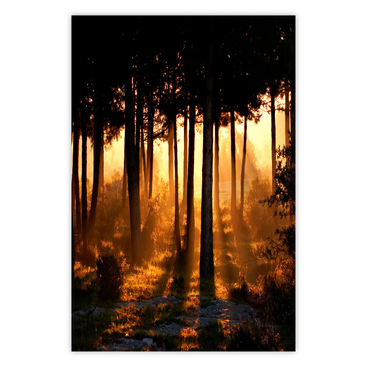 Poster Honeyed Forest - forest landscape with setting sunlight 124968