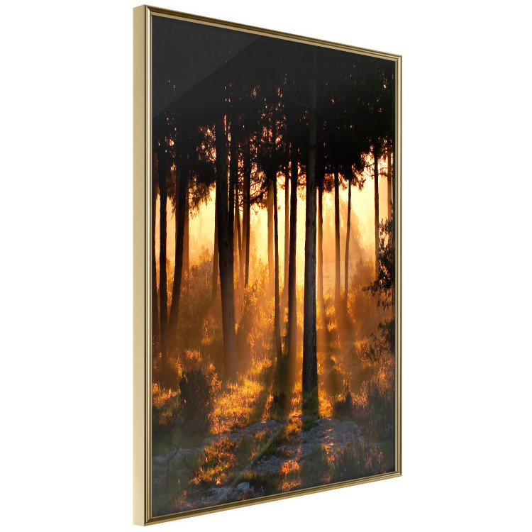 Poster Honeyed Forest - forest landscape with setting sunlight 124968 additionalImage 14