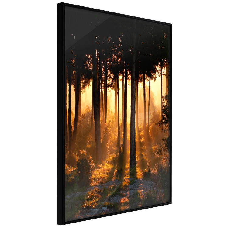 Poster Honeyed Forest - forest landscape with setting sunlight 124968 additionalImage 12