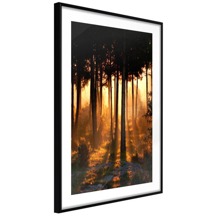 Poster Honeyed Forest - forest landscape with setting sunlight 124968 additionalImage 11