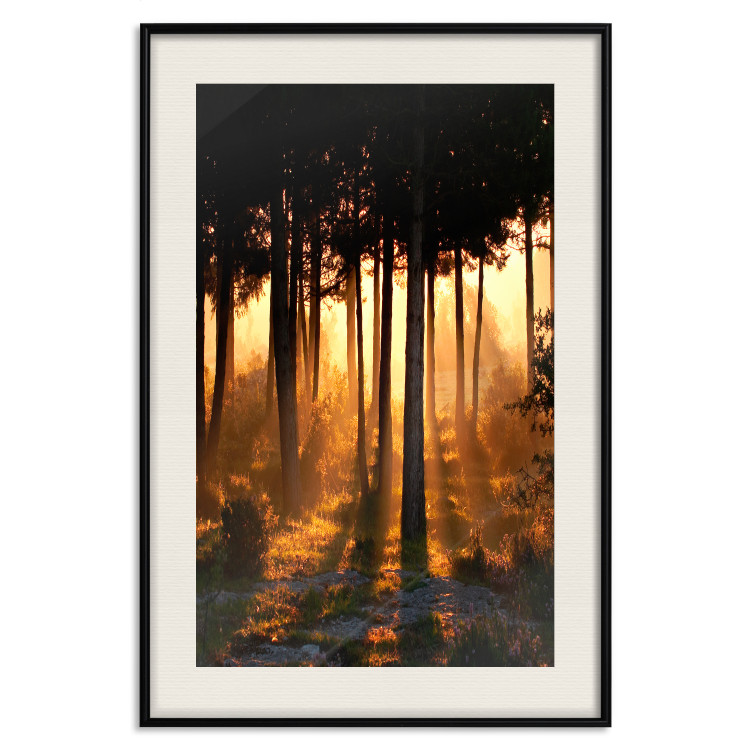 Poster Honeyed Forest - forest landscape with setting sunlight 124968 additionalImage 18