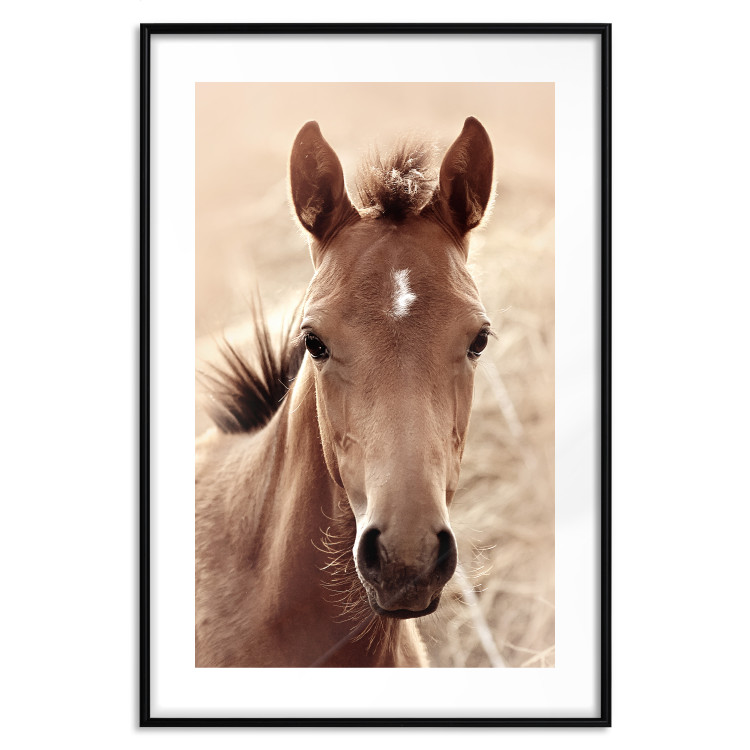 Poster Bright Mane - portrait of a brown animal against a golden nature background 126868 additionalImage 17