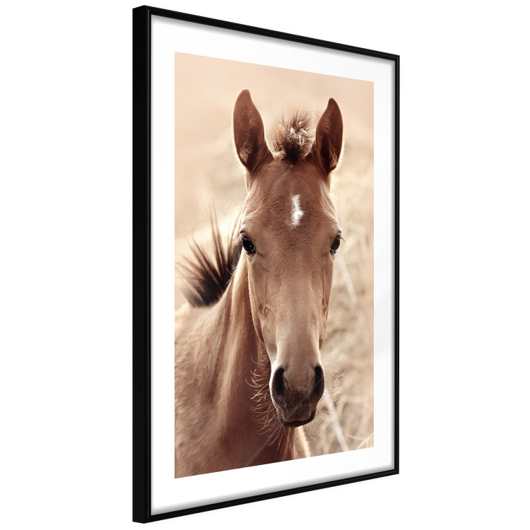 Poster Bright Mane - portrait of a brown animal against a golden nature background 126868 additionalImage 6