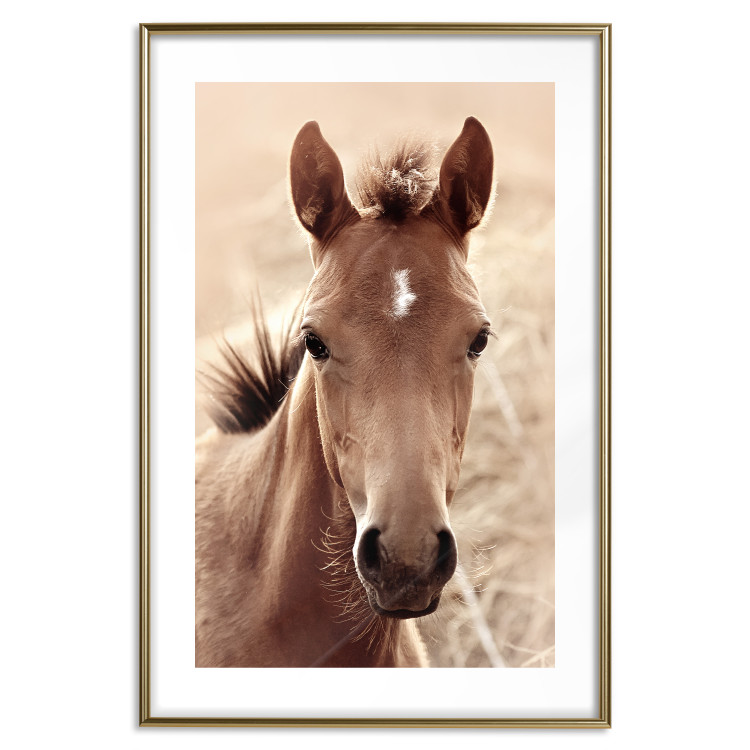 Poster Bright Mane - portrait of a brown animal against a golden nature background 126868 additionalImage 16