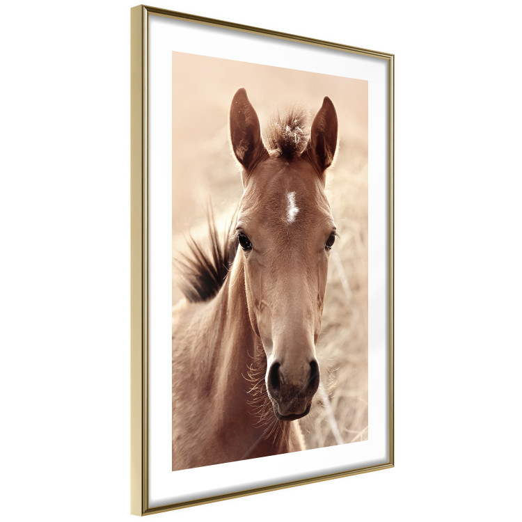 Poster Bright Mane - portrait of a brown animal against a golden nature background 126868 additionalImage 7