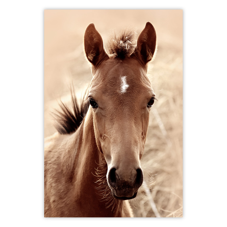 Poster Bright Mane - portrait of a brown animal against a golden nature background 126868