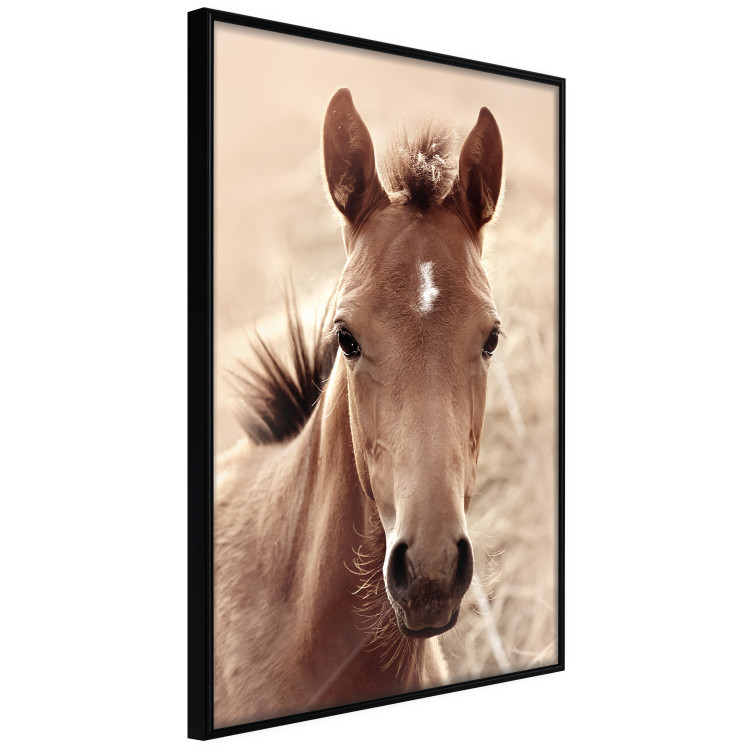 Poster Bright Mane - portrait of a brown animal against a golden nature background 126868 additionalImage 11