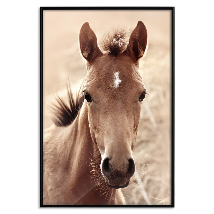 Poster Bright Mane - portrait of a brown animal against a golden nature background 126868 additionalImage 14
