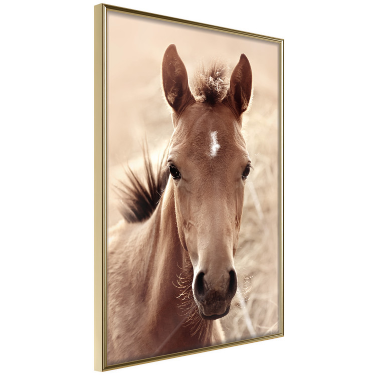 Poster Bright Mane - portrait of a brown animal against a golden nature background 126868 additionalImage 12