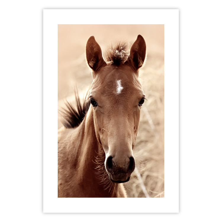 Poster Bright Mane - portrait of a brown animal against a golden nature background 126868 additionalImage 18