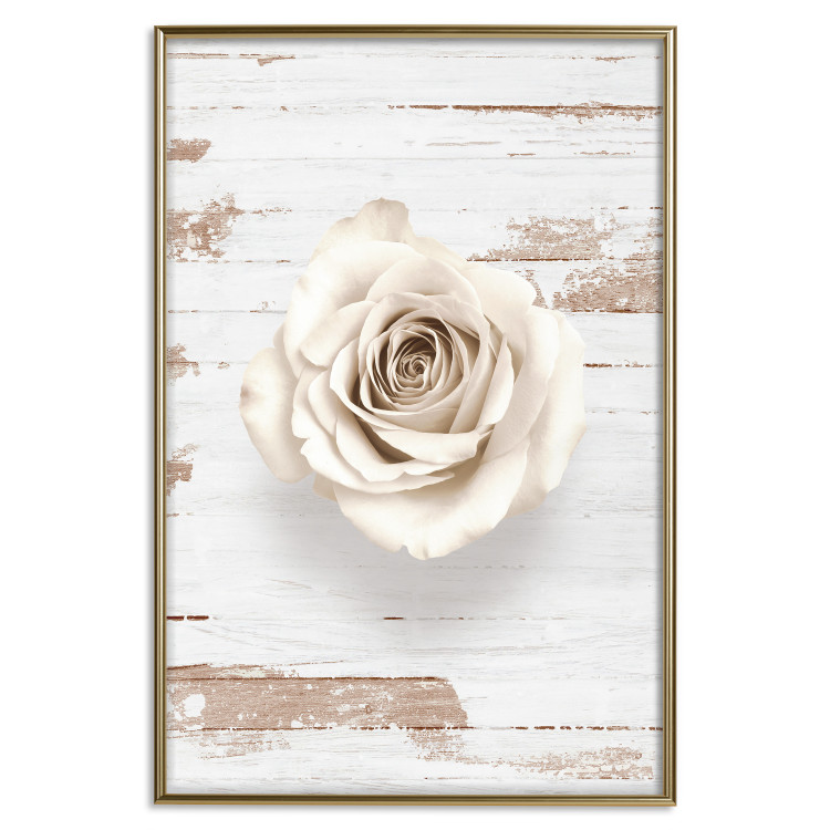 Poster Pastel Whirl - white rose flower on background of light wooden planks 128068 additionalImage 17