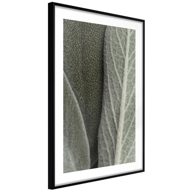Wall Poster Sage Plant - Close-up of Rough Leaves 150068 additionalImage 7