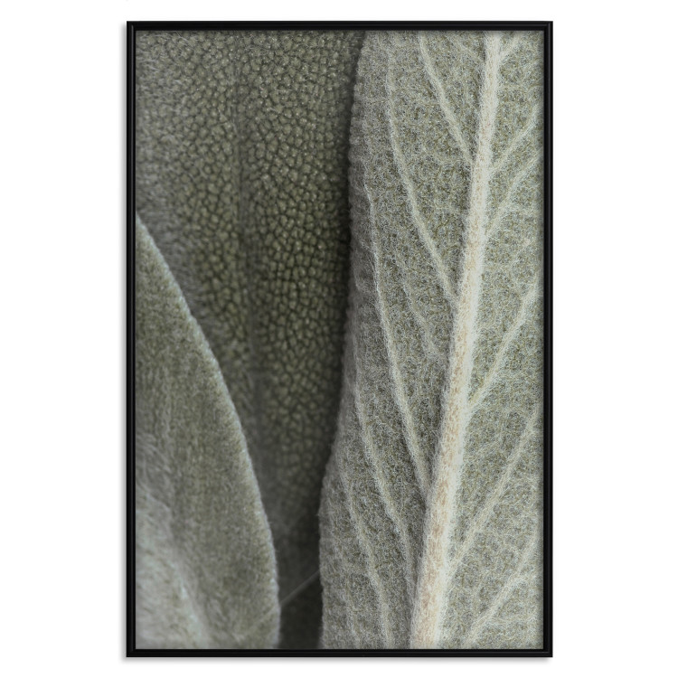 Wall Poster Sage Plant - Close-up of Rough Leaves 150068 additionalImage 17