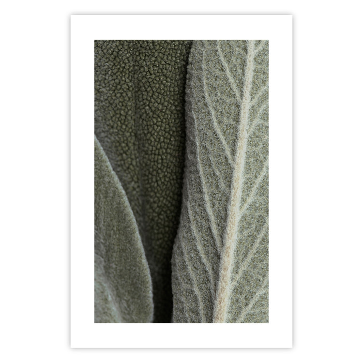 Wall Poster Sage Plant - Close-up of Rough Leaves 150068 additionalImage 16