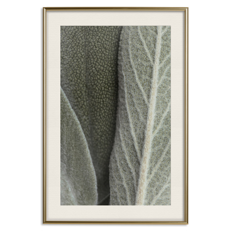Wall Poster Sage Plant - Close-up of Rough Leaves 150068 additionalImage 27