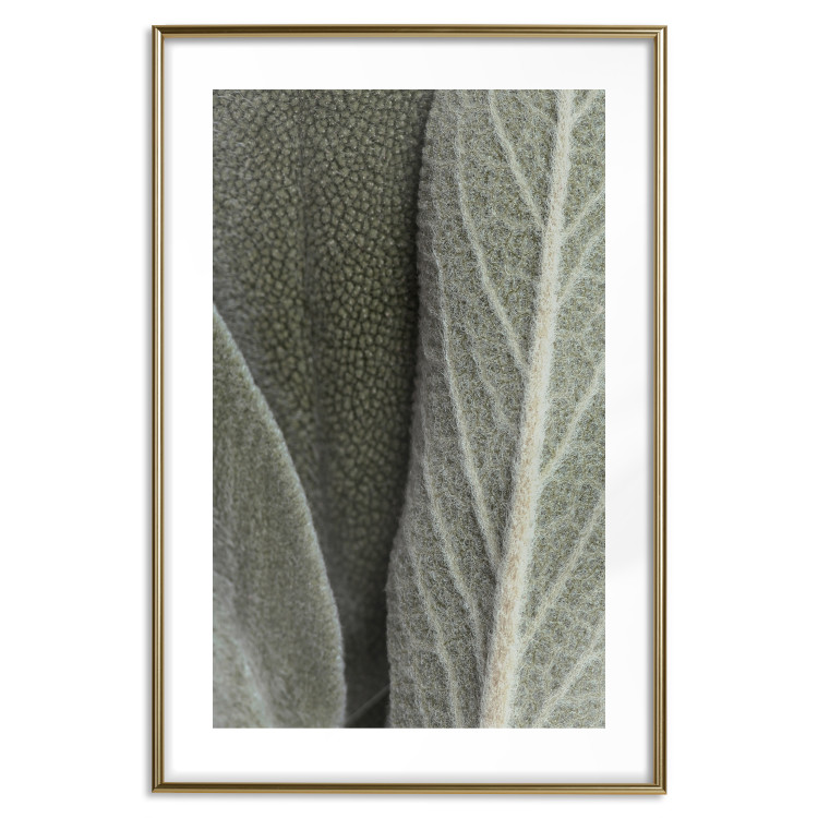 Wall Poster Sage Plant - Close-up of Rough Leaves 150068 additionalImage 20