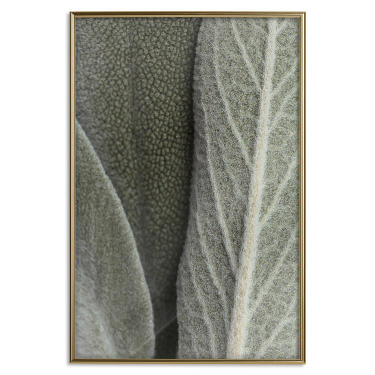 Wall Poster Sage Plant - Close-up of Rough Leaves 150068 additionalImage 18