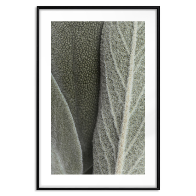 Wall Poster Sage Plant - Close-up of Rough Leaves 150068 additionalImage 24