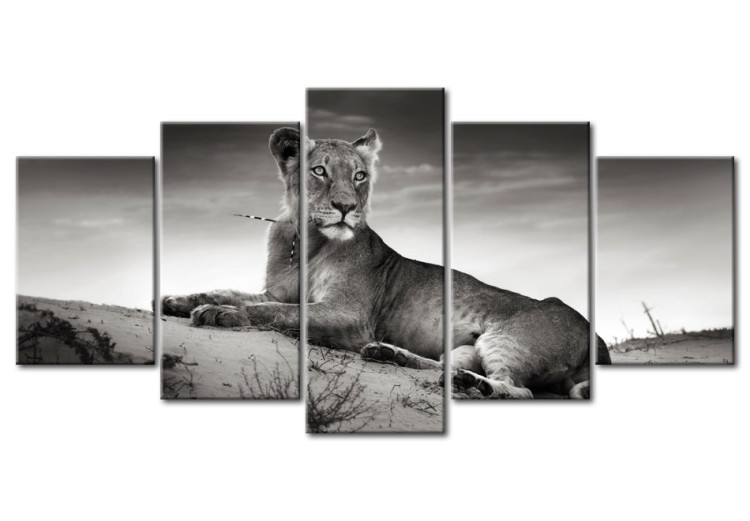 Canvas Lioness in a desert 58668