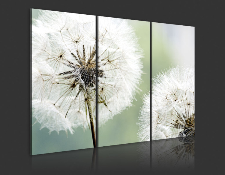 Acrylic print Fluffy Dandelions [Glass] 92568 additionalImage 6