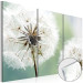 Acrylic print Fluffy Dandelions [Glass] 92568