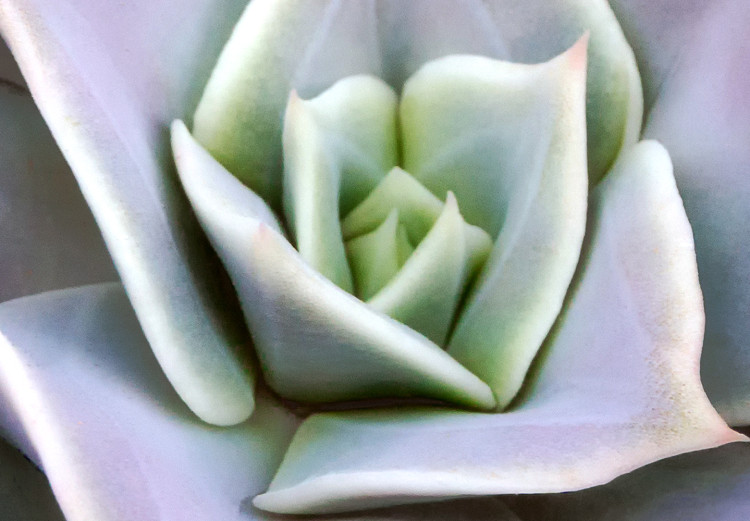 Canvas Art Print Purple Bloom (1-part) - Cactus Flower in Subtle Hue 117178 additionalImage 5