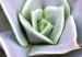 Canvas Art Print Purple Bloom (1-part) - Cactus Flower in Subtle Hue 117178 additionalThumb 5