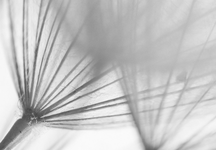 Wall Poster Lightness of the Moment - black and white simple composition with delicate dandelions 121978 additionalImage 10