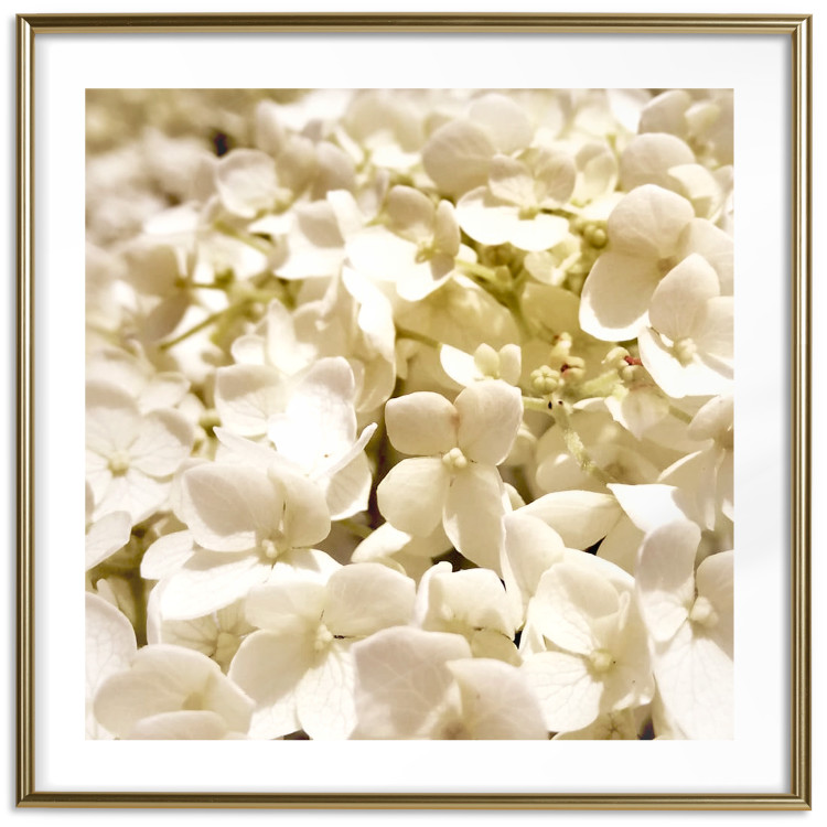 Wall Poster White Meadow - field full of white plants with a subtle yellow contrast 123478 additionalImage 20